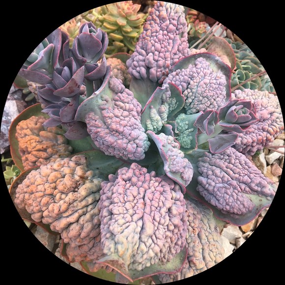 califgardens